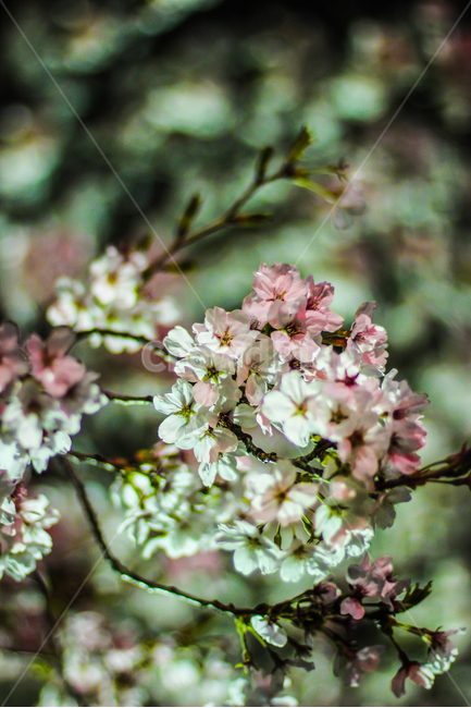 봄,spring,꽃,flower,계절,식물,나무,자연,네츄럴,nature,plant,벗꽃,봄,계절,spring,season,식물,자연,plants,nature,꽃,flower,plant,blossom