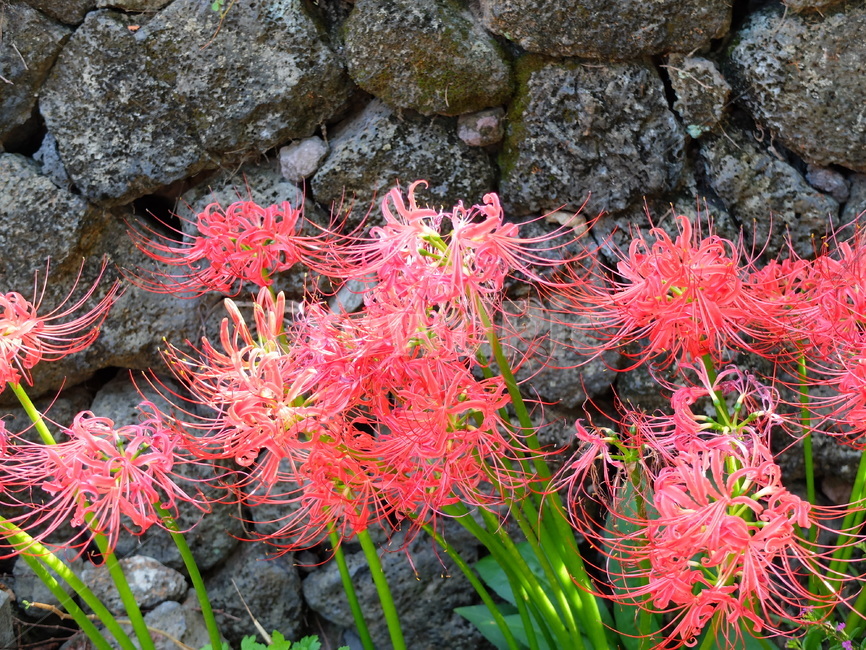 꽃무릇,돌담,상사화,꽃,여름꽃,식물,자연,plants,nature,꽃,flower