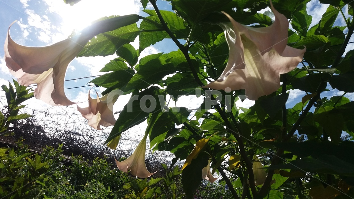 천사의나팔,초가을꽃,꽃송이,만개,자연