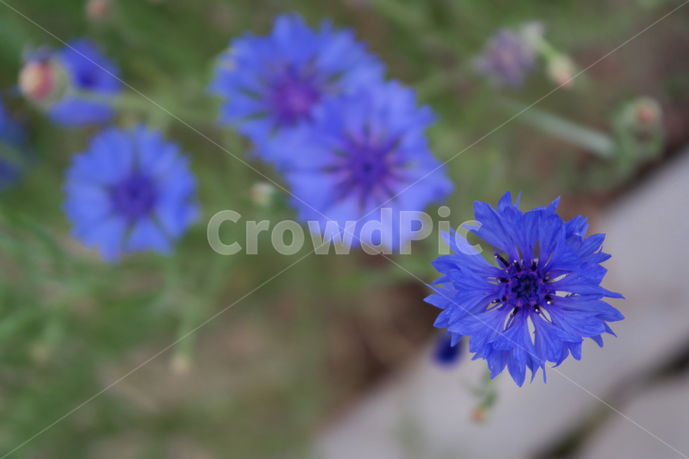 수레국화,꽃,식물,들꽃,flower,blossom,plant,감성,blue,파랑,파란꽃,식물,자연,plants,nature,꽃,flower