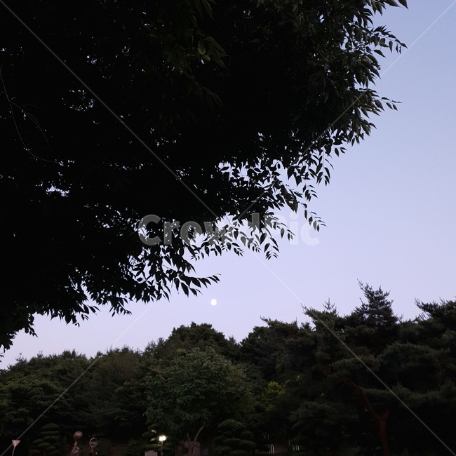 하늘,자연,실루엣,저녁,달,나무,밤