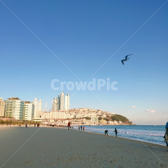 부산,해운대,달맞이고개,갈매기,바다,곶,해변,바다,beach,sea