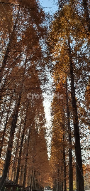plant,식물,tree,나무,가로수길