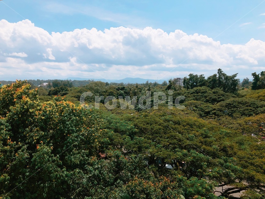 배경,경치,나무,숲,하늘,구름,뭉게구름,자연,nature,여름,식물,맑음,날씨,weather