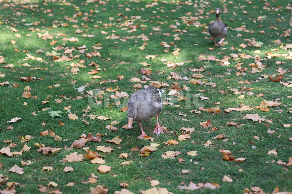 오리,공원,파크,잔디,가을,런던,동물,animal,조류,새,birds