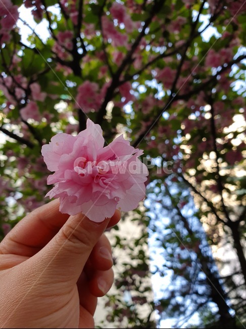 나무,벚꽃,겹벚꽃,식물,꽃