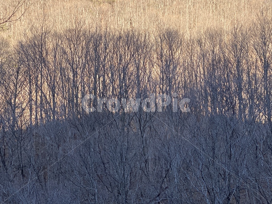 풍경,나무,그림자,nature,자연,outdoors,옥외,식물,plant
