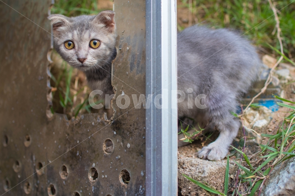 고양이,새끼고양이,귀여움,회색,양이,동물,animal,포유류,mammal,고양이,cat,kitten,kitty