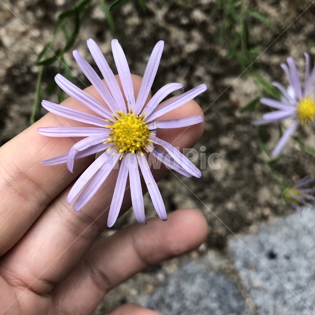 꽃,연보라,보라빛,비온뒤,봄