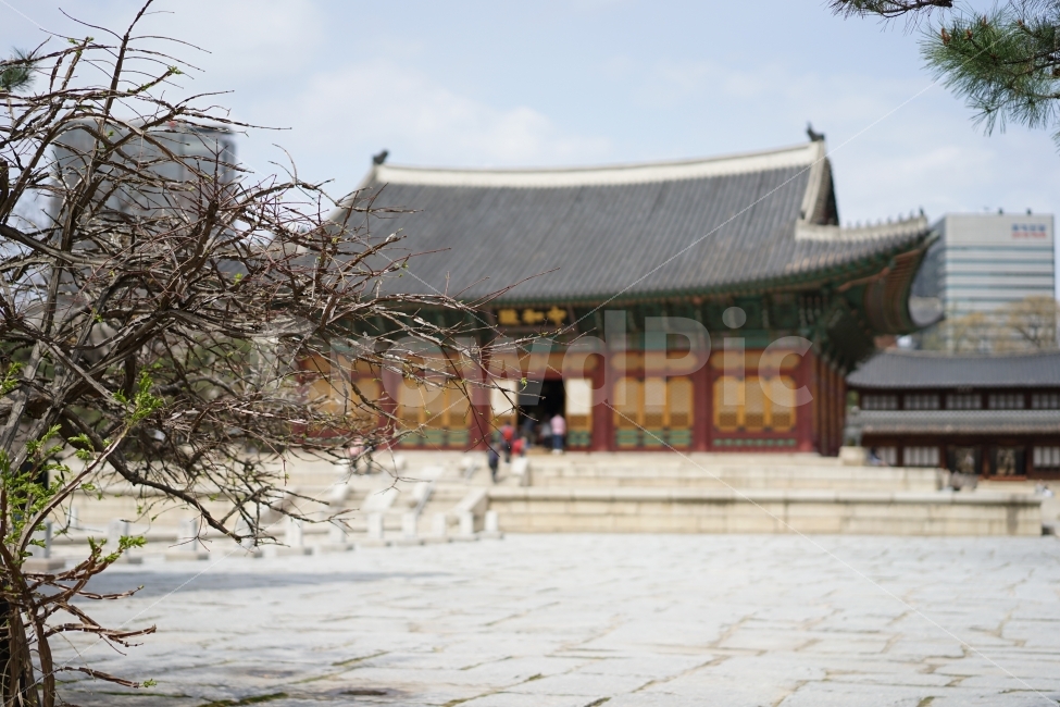 덕수궁,나들이,사진,우리나라,한국,산책,데이트,궁,궁궐,풍경사진,우리것,랜드마크,landmark,tourist attraction,한국전통,한국문화,korean traditional,korean culture