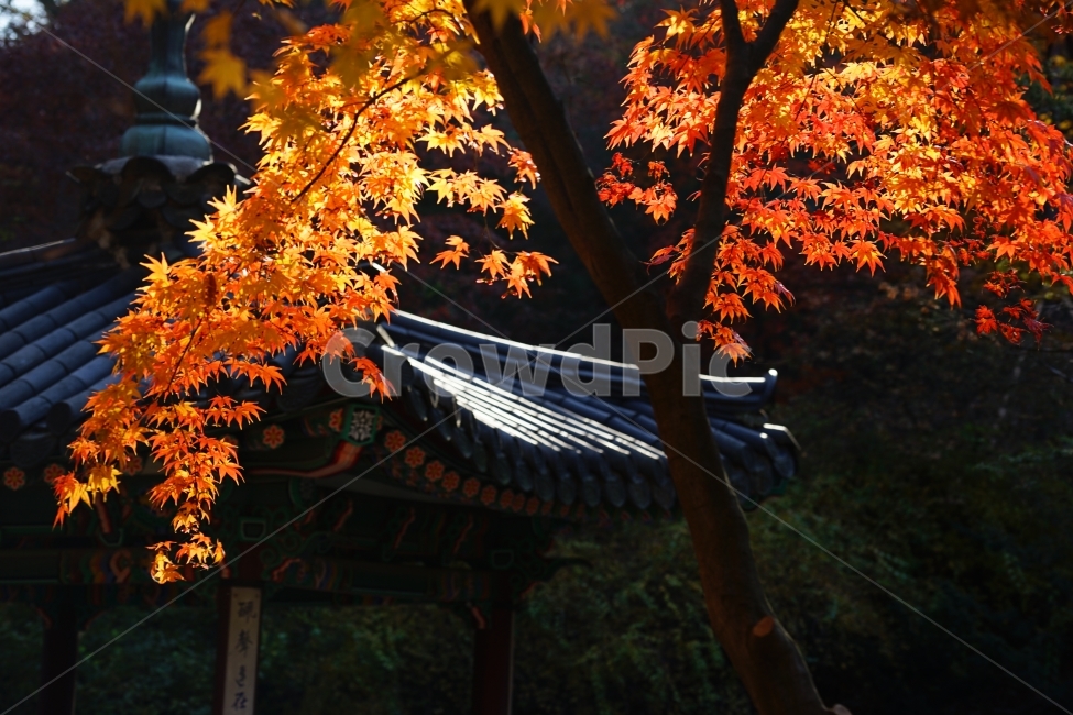고궁,단풍,창덕궁,가을,이미지,풍경,가을,계절,fall,autumn,season,한국전통,한국문화,korean traditional,korean culture,식물,자연,plants,nature,나무,trees,wood,plant,leaf,잎,tree,maple