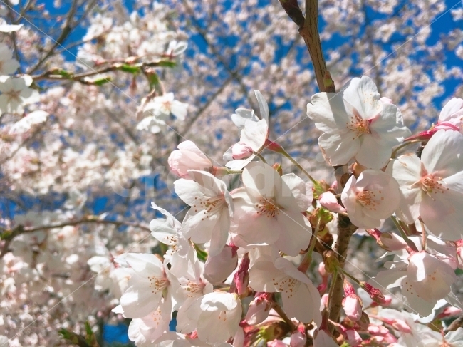 꽃,벚꽃,cherryblossom,한강벚꽃축제,여의나루,꽃사진,flower,flowers,식물,자연,plants,nature,봄,계절,spring,season,꽃,flower,plant,cherry blossom,blossom