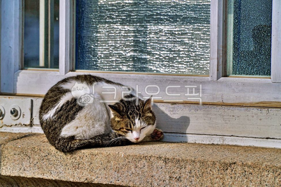 windowframes,alleycat,windowledge,Pets,Korean Shorthair,stray cat,windowsill,mammal,cat,nose short,abandoned cat,animal,window,mammalia,window frame,pet