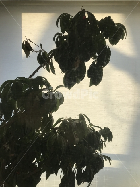 오후,햇빛,식물,그림자,실루엣,나무,식물,자연,plants,nature