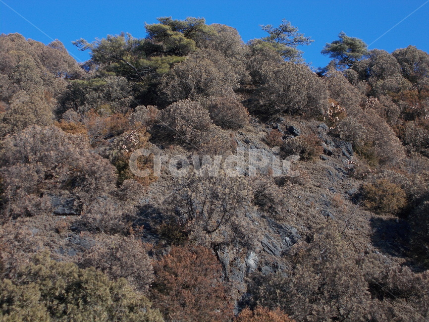 숲,산,영천,나무,하늘,자연,풍경,nature,landscape,tree,plant,식물