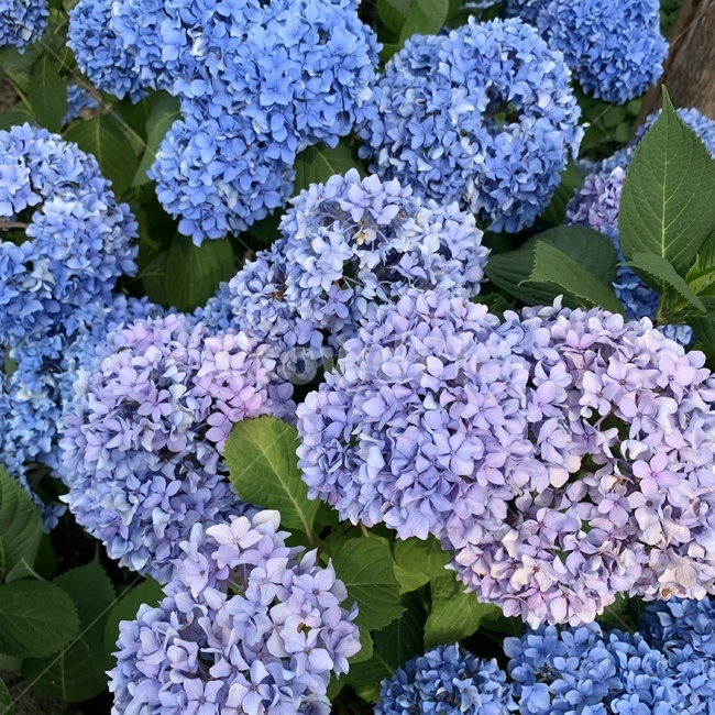 수국,파란꽃,푸른꽃,보라꽃,자연수국