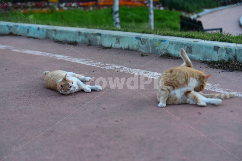 고양이,길고양이,길냥이,반려동물,동물,노랑이,야옹이,귀여운,줄무늬,포유류,animal,cat