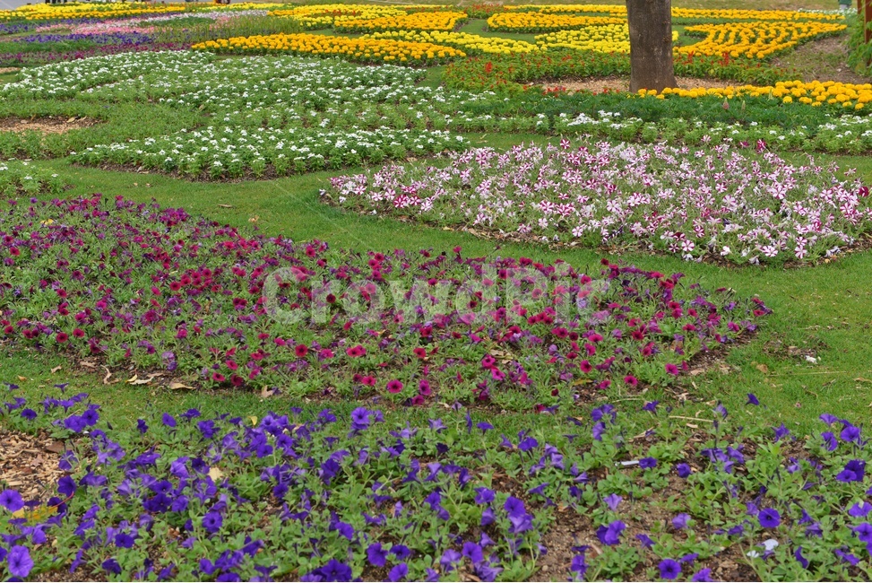 전남,순천,순천만,국가정원,국가정원박람회,순천만국가정원,plant,봄꽃,꽃,봄,계절,식물,outdoors,옥외,field,들,grassland,목초지,tree,나무,nature,자연,garden,정원