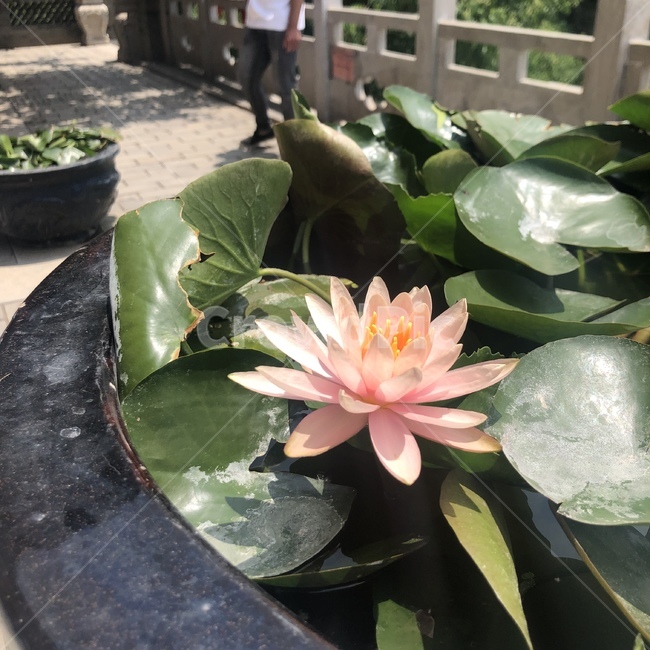 plant,식물,꽃,flower,연꽃,불교,절,식물,자연,plants,nature,꽃,flower