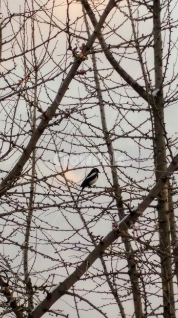 까치,은행나무,겨울,하늘,구름,겨울,계절,winter,season,동물,animal,조류,새,birds