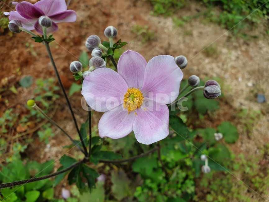 분홍색꽃,분홍꽃,야생화,식물,plant,꽃,flower,blossom,자연,nature,pink,식물,자연,plants,nature,꽃,flower