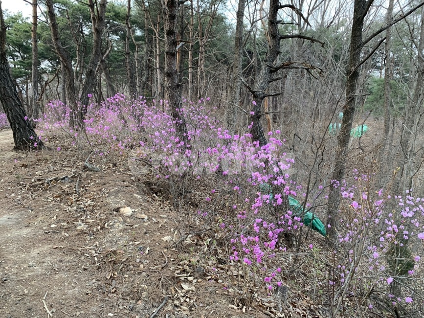 진달래,소나무,뒷산,봄,진달래꽃,산