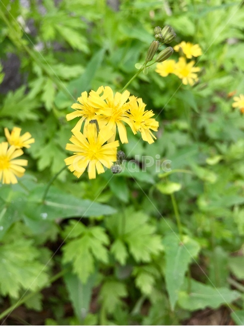 꽃,봄꽃,자연,노란색,노란꽃,nature,식물,자연,plants,nature,꽃,flower