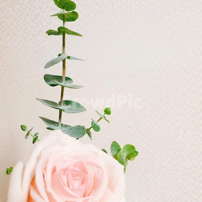 장미,rose,꽃,flower,식물,꽃꽃이,blossom,식물,자연,plants,nature,꽃,flower