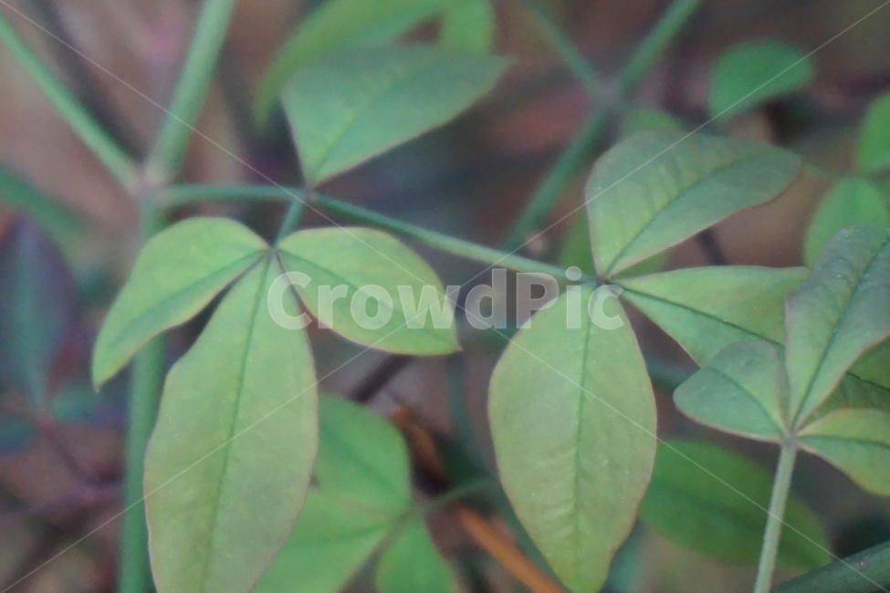 나뭇잎,초록색,풀빛,녹색,풀,새순,봄,식물,자연,plants,nature