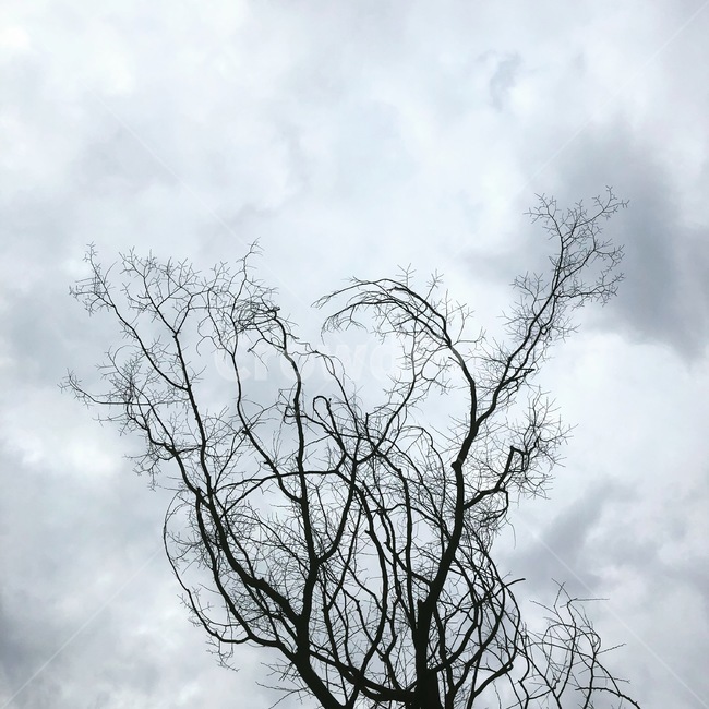 나무,가을,흐림,나뭇가지,날씨,식물,자연,plants,nature,나무,trees,wood