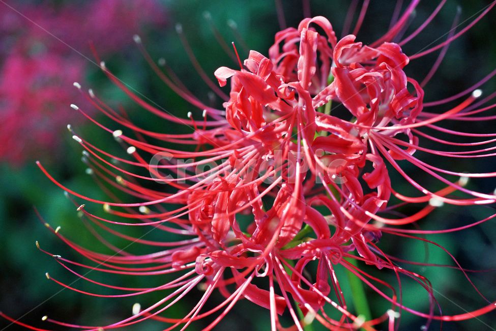 꽃무릇,상사화류,석산,독무릇,산오독,산두초,redspiderlily,가을,빨간꽃,식물,화단용,꽃꽂이용,식물,자연,plants,nature,꽃,flower
