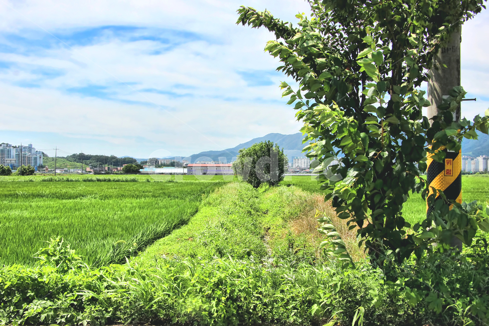 하늘,농촌,풍경,색감,시골,자연,풍경,nature,landscape,한국자연풍경,한국자연경관,korea nature landscape,시골,마을,country,rural,town,색깔,색상,색채,색감,color sense,color sensitivity,feeling of color,outdoors,옥외,field,들