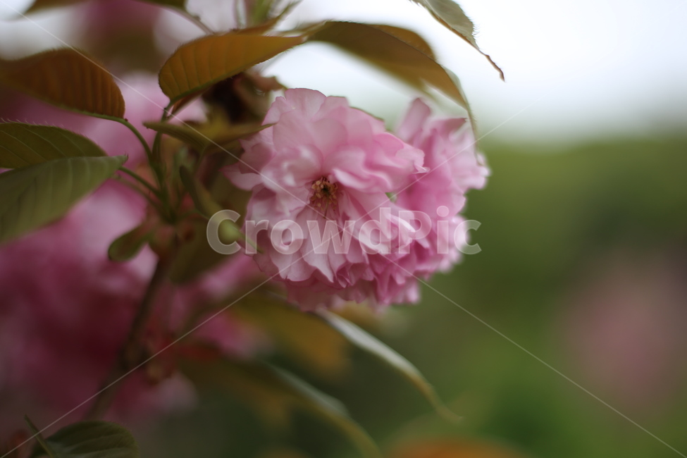 왕벚꽃,벚꽃,꽃,분홍,봄,식물,자연,plants,nature,꽃,flower