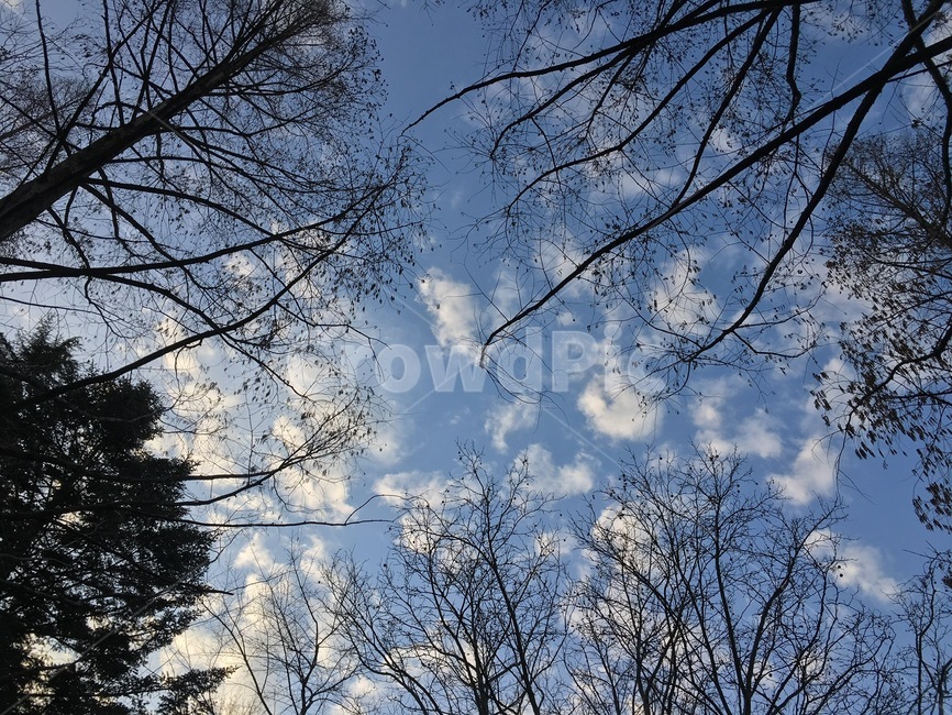 tree,나무,plant,식물,treetrunk,나무줄기,하늘,구름