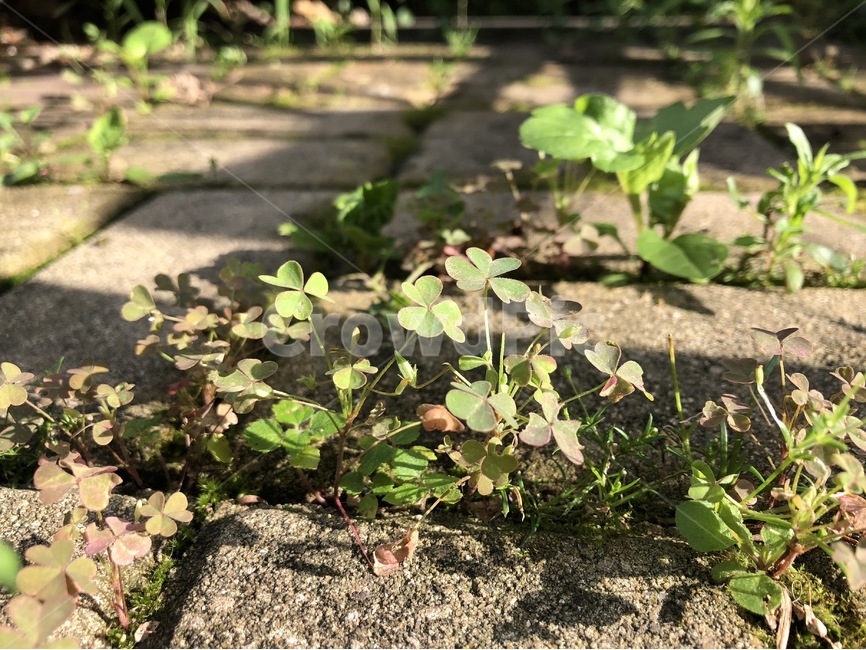 클로버,식물,자연,생명,초록,토끼풀,clover,plants,nature,life,green,kuroobaa,shokubutsu,inochi,midori,식물,자연,plants,nature
