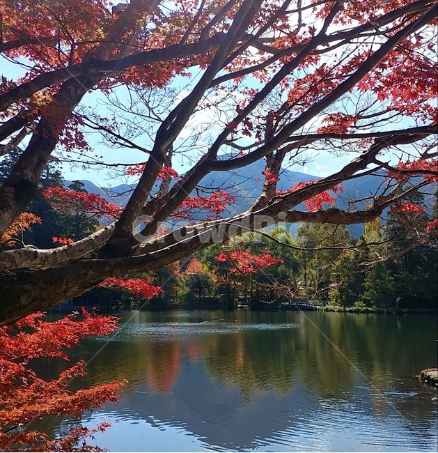 나무,가을,호수,japan,picture,가을,계절,fall,autumn,season,자연,풍경,nature,landscape,tree,plant,식물,maple,단풍,leaf,잎