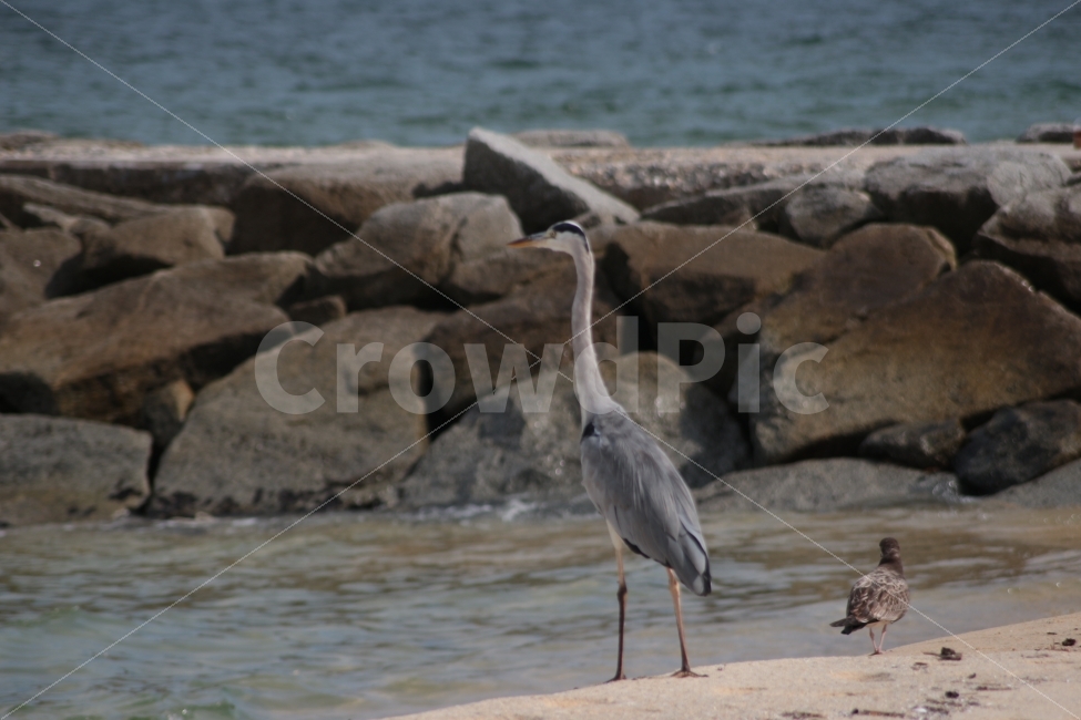 동물,새,조류,왜가리,갈매기,바다,바위,heron,gull,sea,동물,animal,조류,새,birds