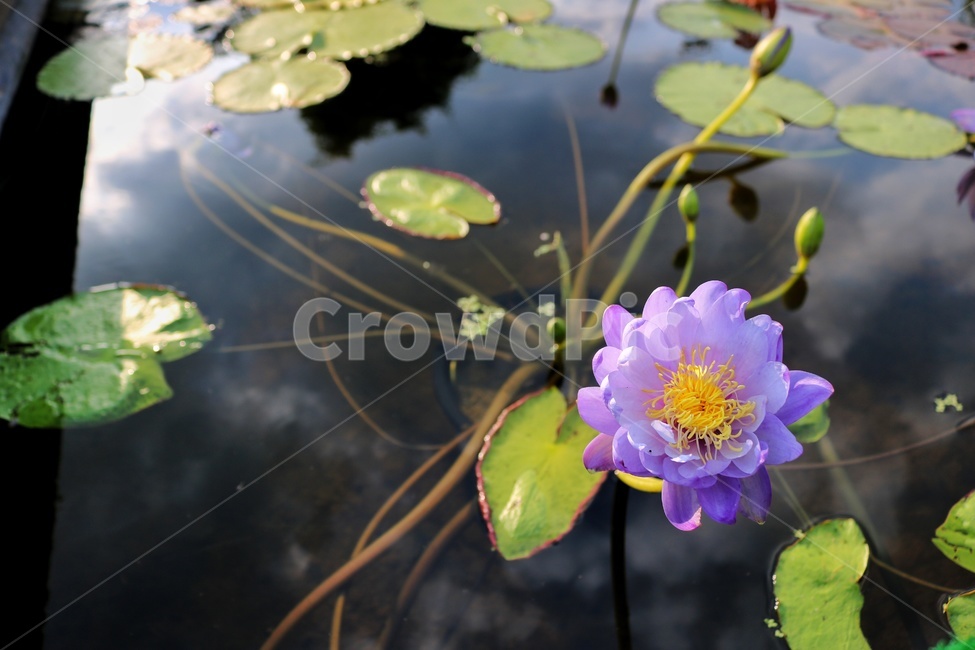 연꽃,꽃,식물,풍경사진,lotus,식물,자연,plants,nature,꽃,flower