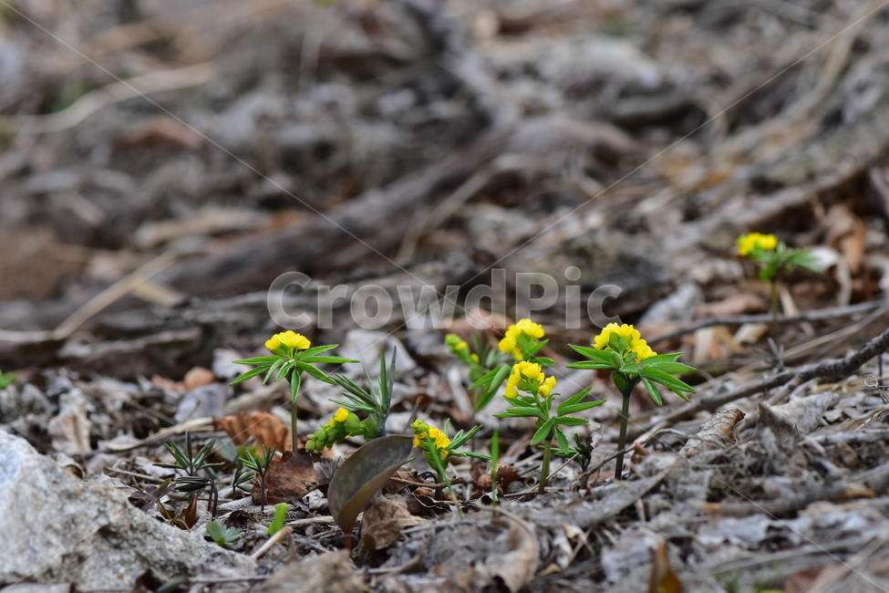 한계령풀,야생화,봄,꽃,풀꽃,자연,식물,식생,plants,nature,spring,season,flower