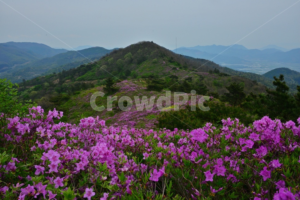 hill,언덕,flower,blossom,꽃,plant,식물,outdoors,옥외,nature,자연,경치,경관,풍경,보성,초암산,초암산봄,조암산철쭉꽃,절쭉꽃,철쭉