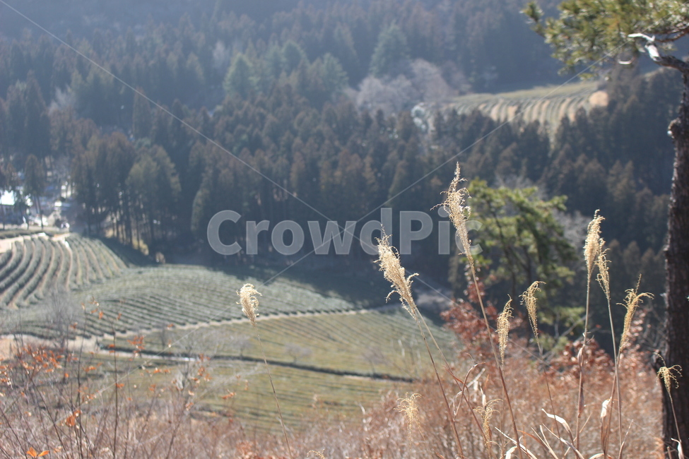 갈대,겨울,녹차밭,다원,보성,전경,자연,풍경,nature,landscape,grass,잔디,plant,식물