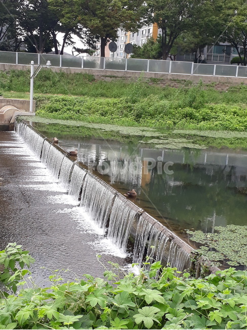 water,물,nature,자연,outdoors,옥외,river,강,오리