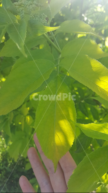 초록색잎,연두빛나뭇잎,초록색,나뭇잎,예쁜나뭇잎