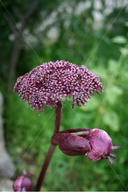 당귀,식물,flower,plants,nature,꽃,꽃봉오리,식물,자연,plants,nature,꽃,flower