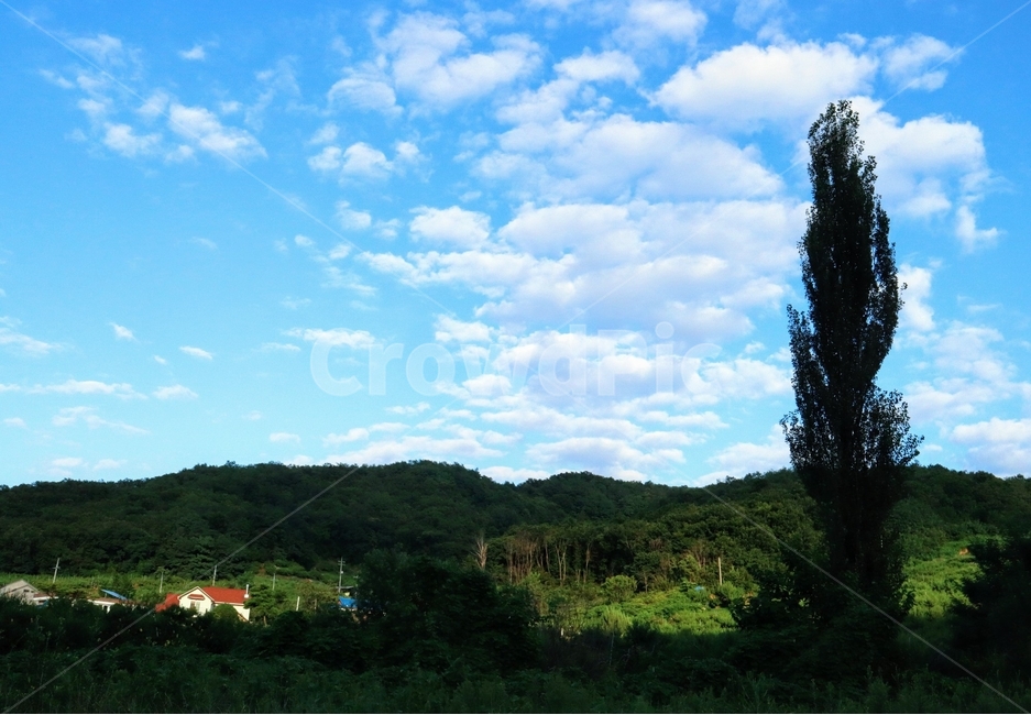 미루나무,여름,풍경,충북,음성,식물,자연,plants,nature,나무,trees,wood