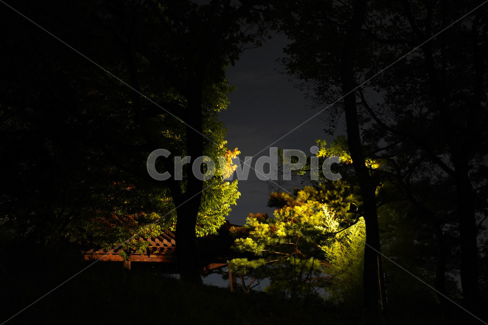 어둠,빛,나무,숲,공원,야경,밤,풍경,nightscape,night,landscape,light,flare,플레어,plant,식물,tree