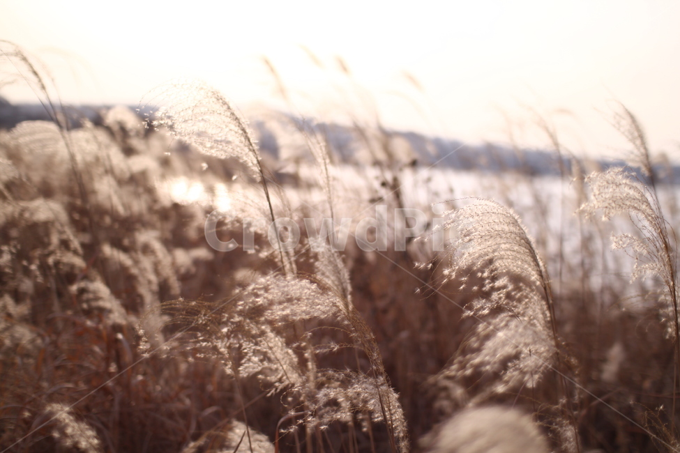 가을,갈대밭,갈대,따듯함,감성,식물,자연,nature,sensible,feeling,가을,계절,fall,autumn,season,자연,풍경,nature,landscape,grass,잔디,plant,lawn,reed
