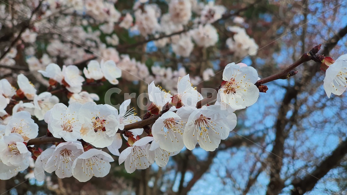 plant,꽃,벚꽃,blossom,cherryblossom