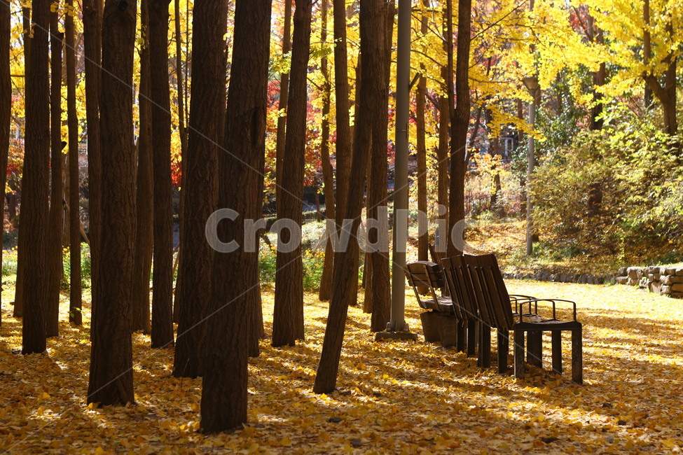 autumn,ginkgo,은행나무,가을,낙엽,fall,벤치,가을,계절,fall,autumn,season,자연,풍경,nature,landscape,휴식,힐링,rest,relaxation,healing,furniture,가구