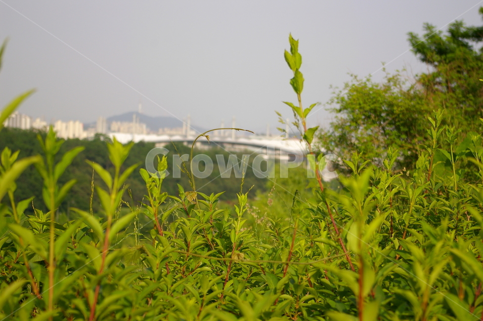 하늘공원,풍경,서울,nature,자연,outdoors,옥외,들,field,식물,자연,plants,nature
